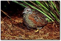 Painted Buttonquail - Turnix varia