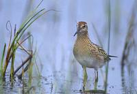 Sharp-tailed Sandpiper (Calidris acuminata) photo