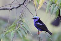 Red-legged Honeycreeper (Cyanerpes cyaneus) photo