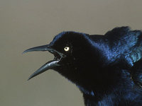 Great-tailed Grackle (Quiscalus mexicanus) photo