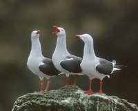 Dolphin Gull (Larus scoresbii) photo