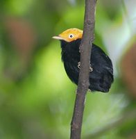 Golden-headed Manakin (Pipra erythrocephala) photo