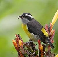 Bananaquit (Coereba flaveola) photo