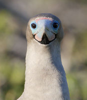 Red-footed Booby (Sula sula) photo