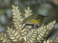 Rufous-bellied Euphonia (Euphonia rufiventris) photo