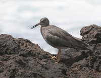 Wandering Tattler - Heterosceles incanus