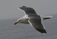 Western Gull - Larus occidentalis