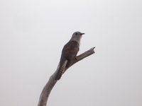 Plaintive Cuckoo - Cacomantis merulinus