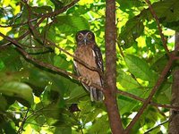 Ochre-bellied Hawk-Owl - Ninox ochracea