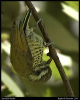 Speckled Piculet - Picumnus innominatus