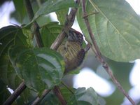 Golden-spangled Piculet - Picumnus exilis