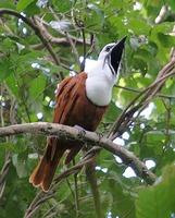 Three-wattled Bellbird - Procnias tricarunculata