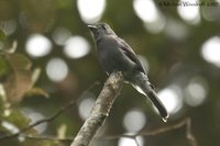 Smoke-colored Pewee - Contopus fumigatus