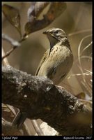 Upland Pipit - Anthus sylvanus