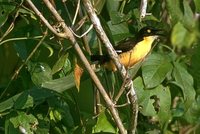 Black-capped Donacobius - Donacobius atricapilla