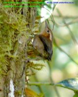 Ochraceous Wren - Troglodytes ochraceus