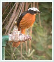 White-crowned Robin-Chat - Cossypha albicapilla