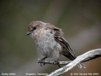 Dusky Robin - Melanodryas vittata