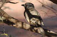 Crested Bellbird - Oreoica gutturalis