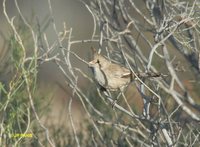 Chiming Wedgebill - Psophodes occidentalis