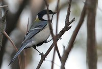 Great Tit - Parus major