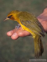 Spectacled Weaver - Ploceus ocularis