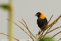 Black Bishop - Euplectes gierowii