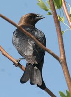 Brown-headed Cowbird - Molothrus ater