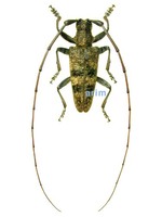 큰우단하늘소 - Acalolepta luxuriosa