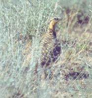 Pin-tailed Sandgrouse