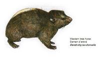 Western tree hyrax