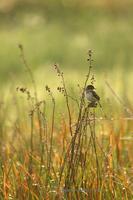 *NEW* Strange-tailed Tyrant (female, at dawn)