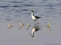 Black-necked Stilt