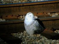 My first digiscoping shot. A snowy owl that the entire