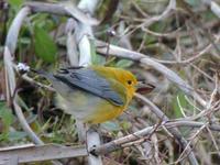 Male prothonotary warbler taken at Fort DeSoto State Park along Florida's Gulf Coast.