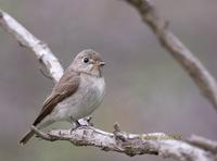 Asian brown flycatcher C20D 03594.jpg