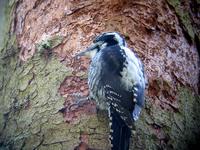 Three-toed Woodpecker (Picoides tridactylus tridactylus) - Adult male Sweden © Jan Larsson