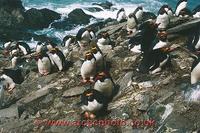 ...FT0124-00: Macaroni Penguins on their nests, with eggs. They like to nest on steep slopes. Sub A