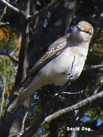 White-winged Triller