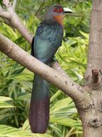 Chestnut-breasted Malkoha