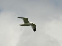 Larus canus