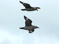 Stercorarius skua