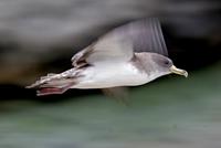 Cory's Shearwater, Calonectris diomedia