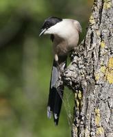 Azure-winged Magpie (Cyanopica cyana)