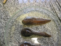 : Bokermannohyla martinsi; Martins' Treefrog