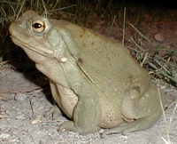 : Bufo alvarius; Sonoran Desert Toad