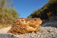 : Bufo bufo spinolosus; Mediterranean Toad