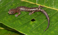: Bolitoglossa heiroreias; Holy-mountain Salamander