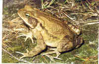 : Bufo rubescens