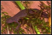 : Cynops pyrrhogaster